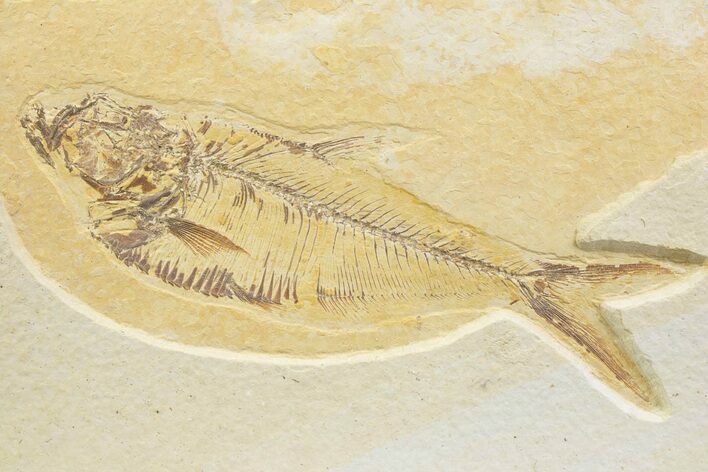 Bargain, Fossil Fish (Diplomystus) - Wyoming #373748